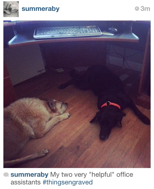 Photo shared with us from @summeraby of her two "helpful" office assistants!