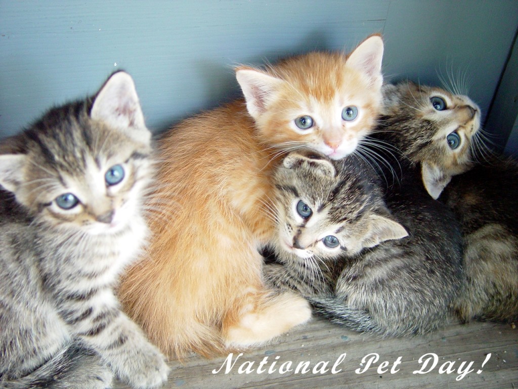 national pet day image