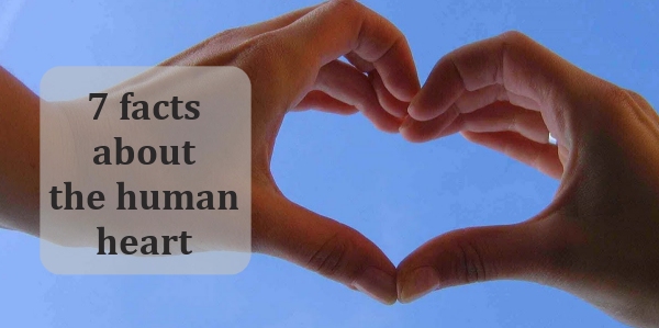 heart facts