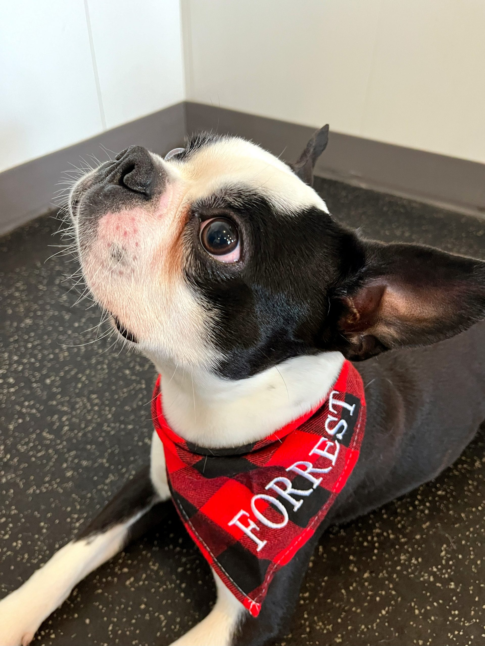 A boston terrier wears a red and black plaid bandana, with custom white embroidery that says their name 'Forrest'.